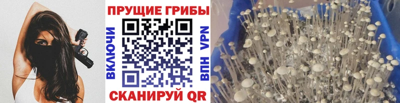 Галлюциногенные грибы мицелий Брюховецкая